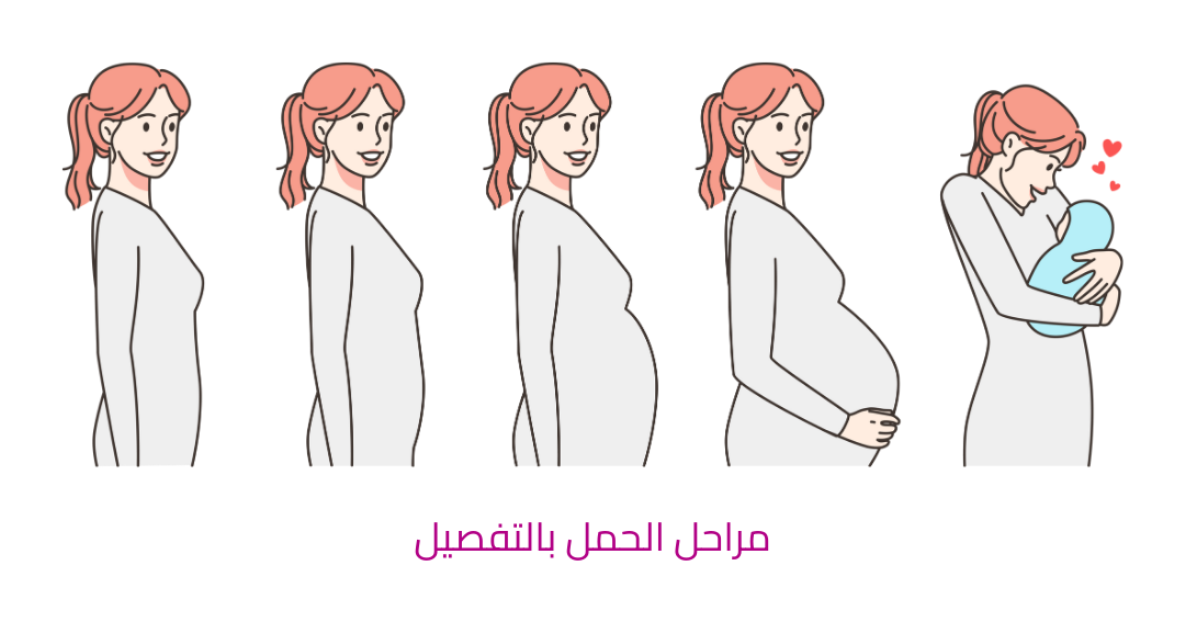 ماهي مراحل الحمل ؟